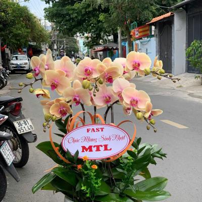 L1027 Lan Hồ Điệp cam - To Love You More