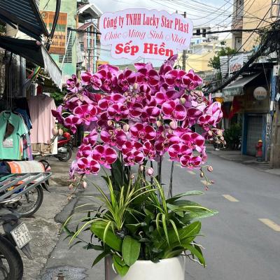 L1024 Lan Hồ Điệp tím đột biến - Lovely Moment In Your Mind