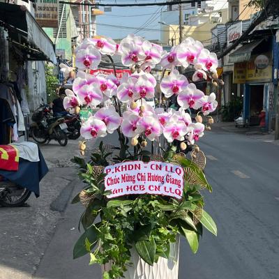 L1030 Lan Hồ Điệp trắng tím - Give All Your Passionate Love